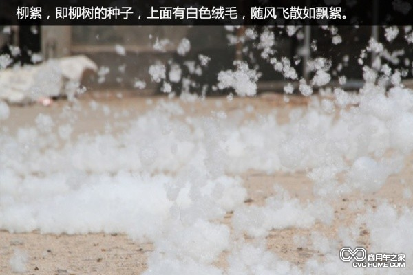 春天楊樹(shù)毛成隱患殺手